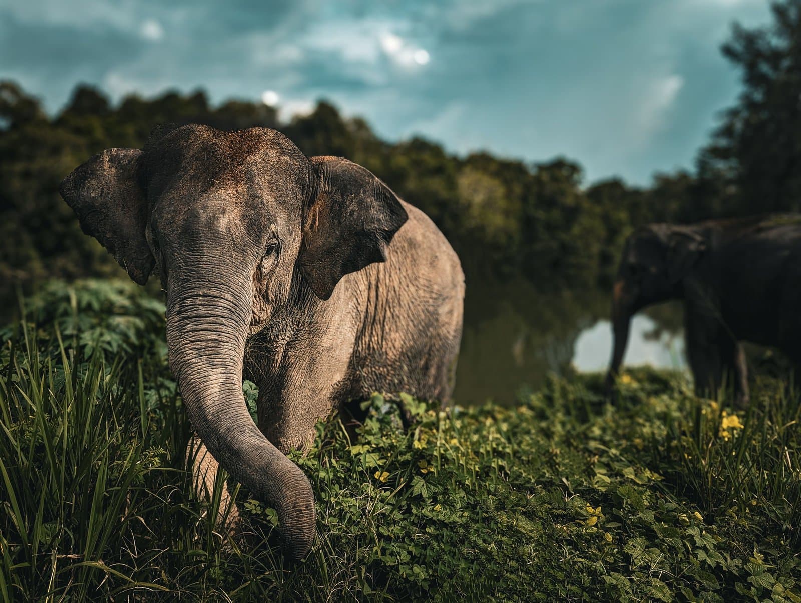 Pets and Wild Animals
